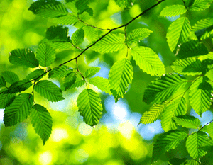 green-leaves-sunny-day-300