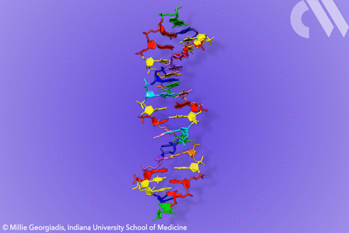 Gif showing rotating DNA structure