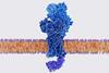 An image showing the receptor as a blue, elongated structure sitting in the middle of a cell membrane shown as a perpendicular cross section