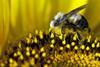 Pollinators_shutterstock_57509821_630m