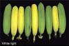 banana-300