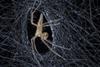 CW0517 - Feature - Spiker Silk - Spider web - Hero flipped