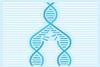 An illustration of unwinding DNA