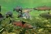 Coho salmon