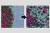 Release from an Amorphous Solid Distribution (ASD)