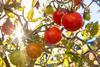 Tomatoes