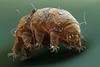 Water bear