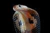 Indian cobra
