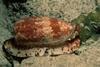 Geographic cone snail
