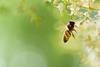 Flying honey bee