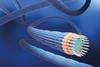 Multicellular cable bacteria fillaments
