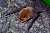 A small brown Pteronotus parnellii bat crawling along a log