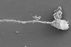 An image showing cryo-scanning electron micrograph