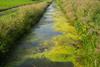 Waterway full of algae