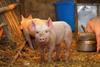 farmyard-piglets_shutterstock_250