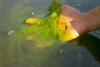 Algae bloom in Reflecting Pool, Washington, DC