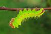 An image showing a caterpillar