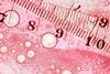 Abstract close up of rulers