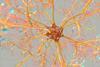 Colourful neuron