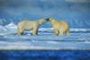 Polar bear couple cuddling on drift ice in artict Svalbard