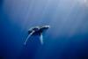 Humpback Whale in Hawaii