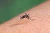 Aedes mosquito