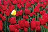 Single yellow tulip in field of red