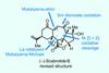 (-)-Scabrolide B