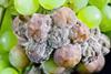 Grapes infected with Botrytis cinerea