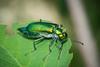 Spanish fly (Lytta vesicatoria)