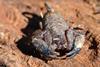 Australian rainforest scorpion (Liocheles waigiensis)