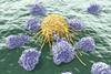 Tumour Cells Hide From Immune System