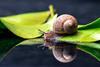 Snail shells are examples of macroscopic chirality found in nature