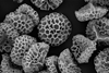 A scanning electron microscope image of sporopollenin exine capsules