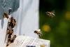 honey-bee-hive_shutterstock_76622020