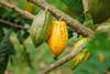 Cocoa pods