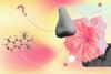 Nose, flower, molecule and question mark