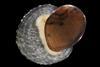 Limpet