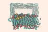 All-atom molecular dynamics simulation of peptide-membrane systems