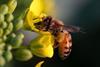 Honeybees-smell_shutterstock_24443479_630m