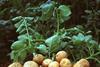 A photo of Amflora-250. which looks just like a normal pile of potatoes with a potato plant behind it