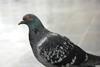 pigeons used to monitor lead pollution in citiesiStock3131946300tb