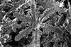 Nano-scale snowflake from gallium solvent
