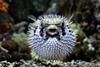 Pufferfish