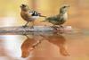 Chaffinches