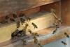 honey-bees-hive_shutterstock_73486090