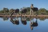 Three zebras by the water