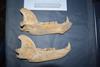 Brown bear mandible