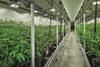 Growing medical marijuana cannabis