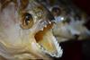 Red-bellied Piranha, mouth open to show the teeth